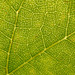 vine leaf map
