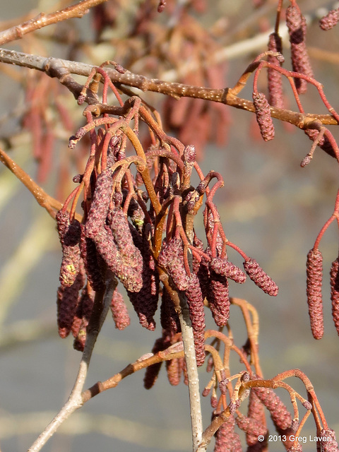 Catkins