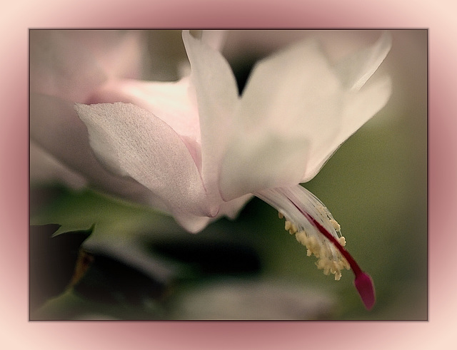 christmasflower