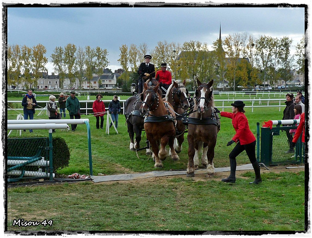 LE LION D'ANGERS