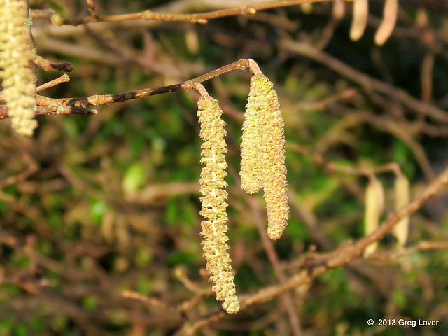 More Catkins