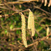 More Catkins