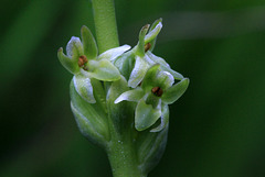 Piperia unalascensis fma. olympica