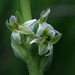 Piperia unalascensis fma. olympica