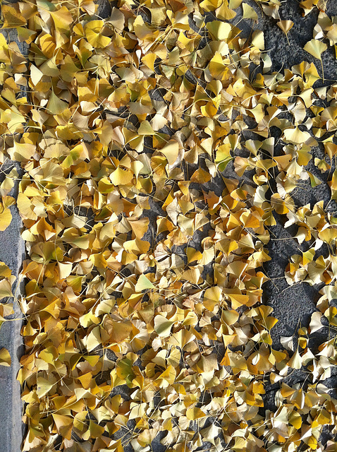 Gingko Leaves