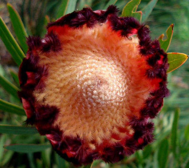 Protea_2