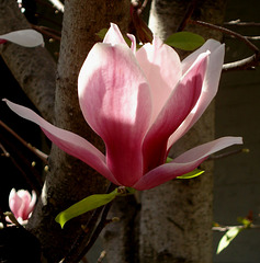 translucent magnolia