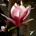 translucent magnolia