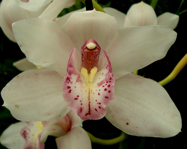 Orchid, Fitzroy Gardens conservatory