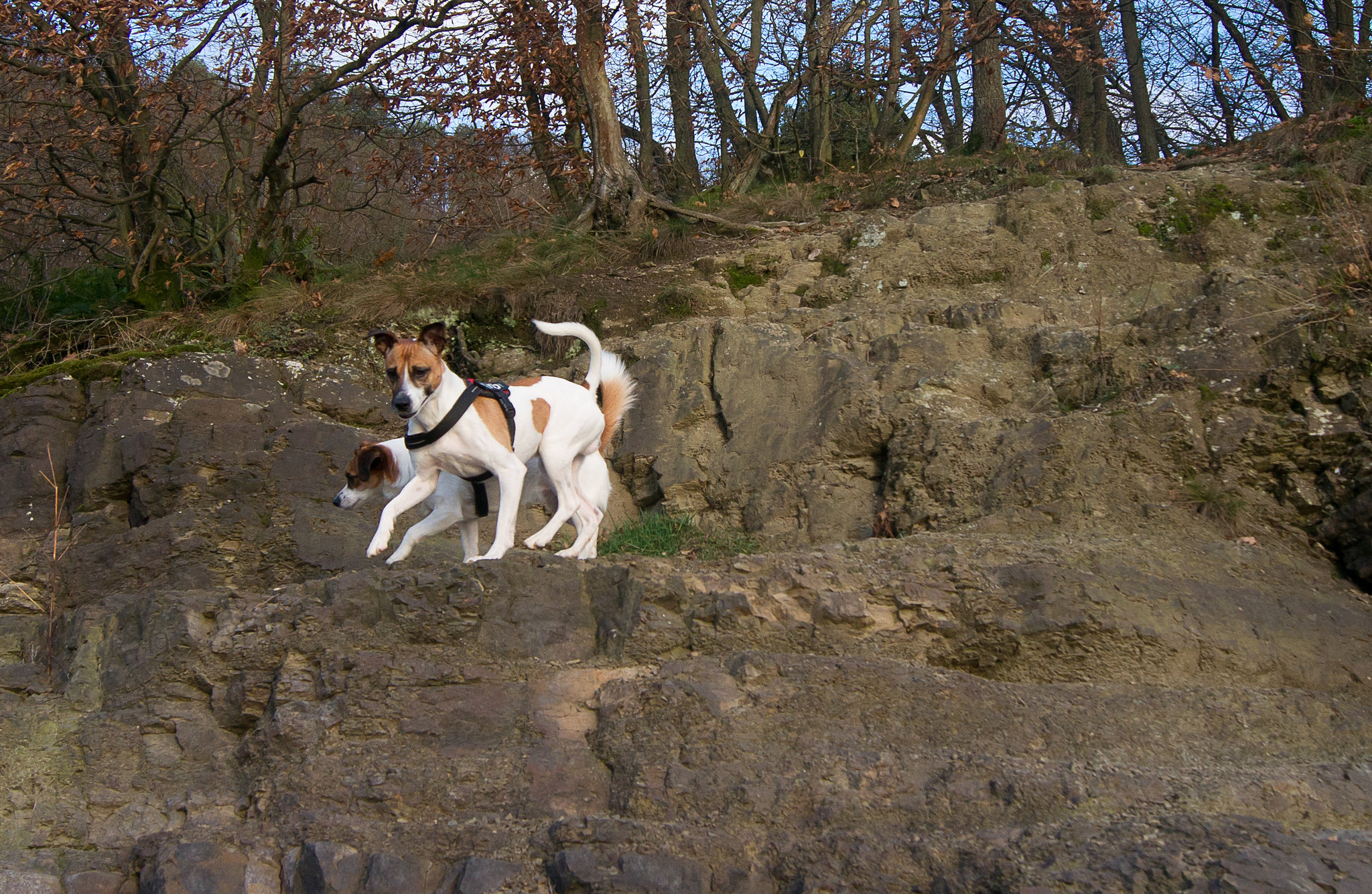 Jack Russell Rico und Clifford DSC09073-1