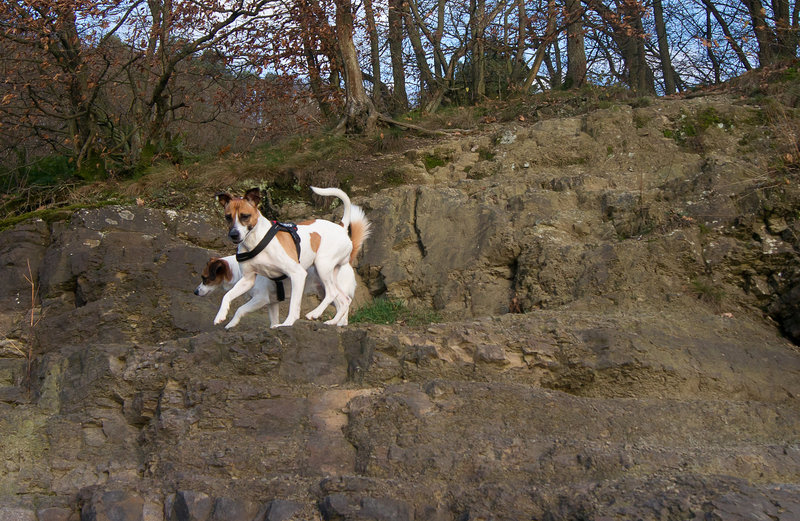Jack Russell Rico und Clifford DSC09073-1