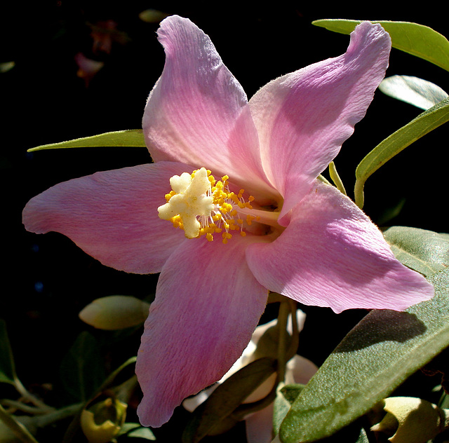 Pyramid tree  flower