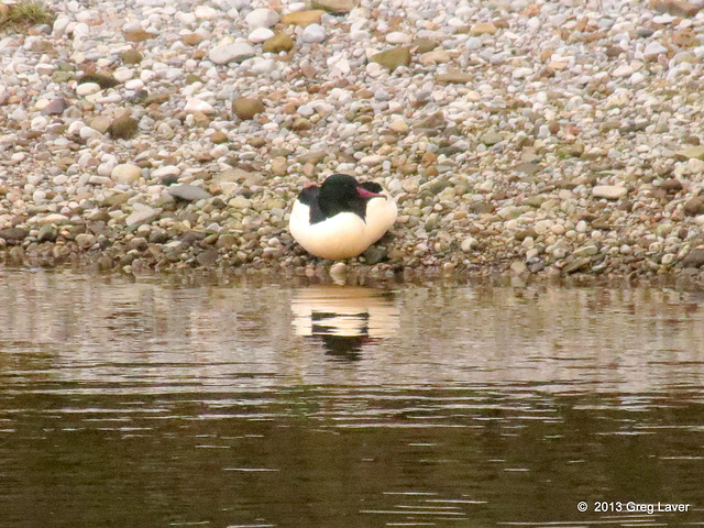 Goosander