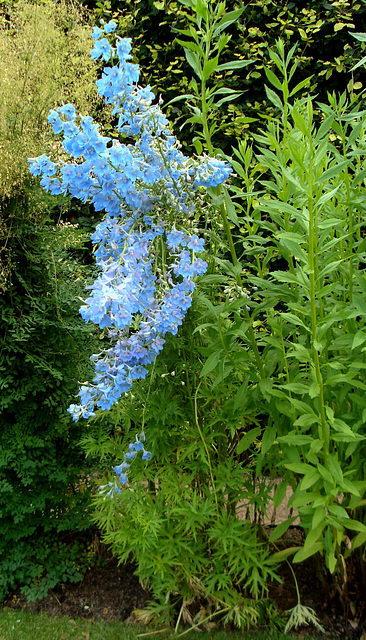 Göteborg, Botanischer Garten_3