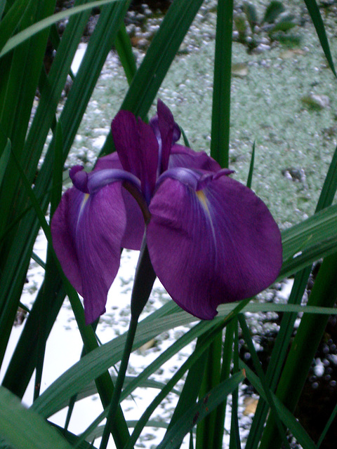 Göteborg, Botanischer Garten_9