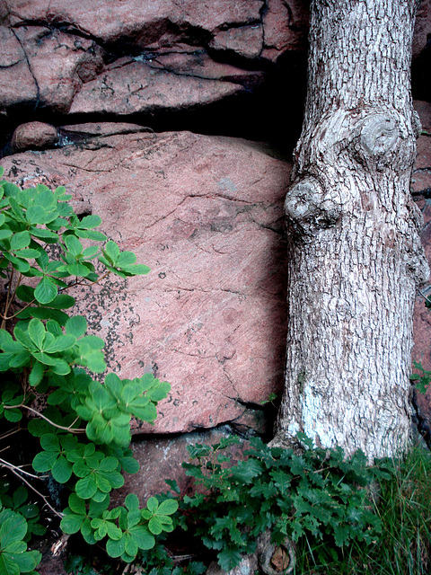 Göteborg, Botanischer Garten_13