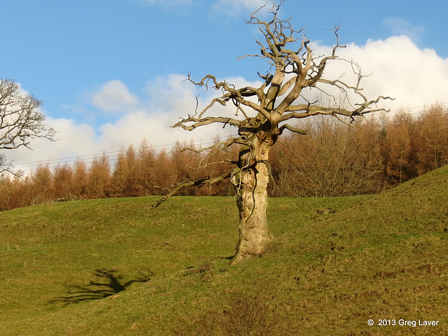 Dead tree