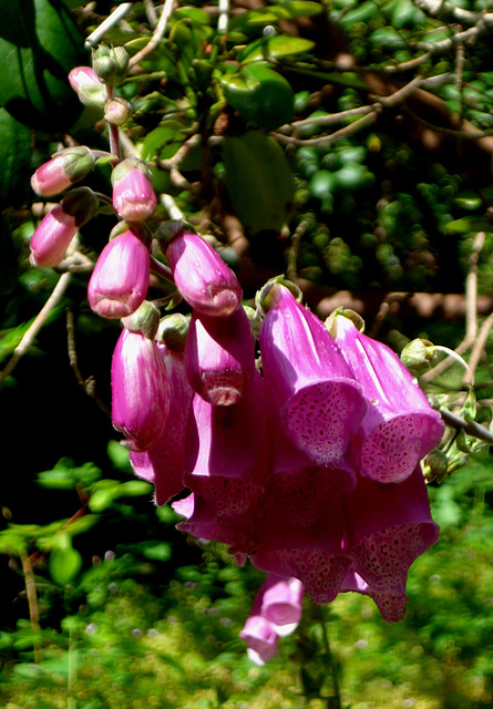 Göteborg, Botanischer Garten_14