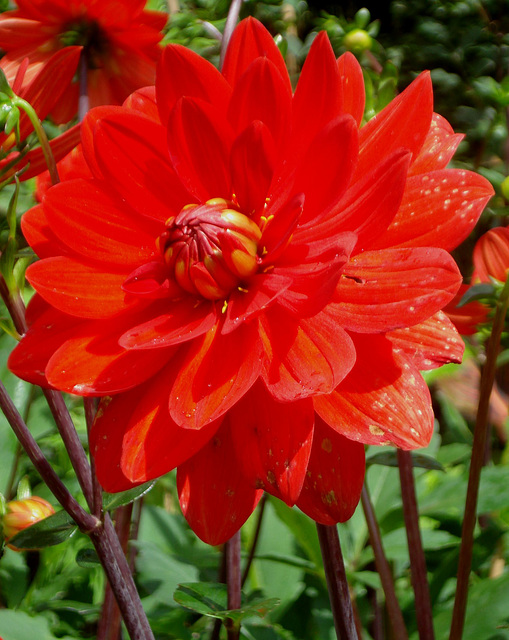 Göteborg, Botanischer Garten_15