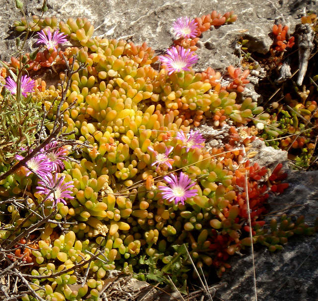 Round-leaved Pigface