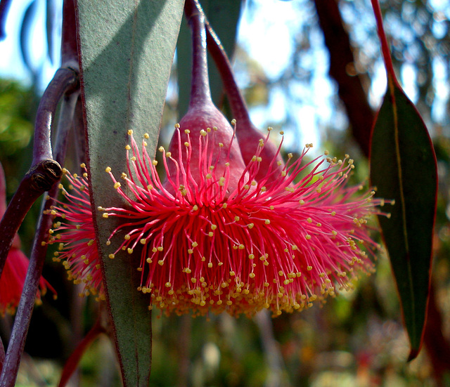Eucalyptus flower