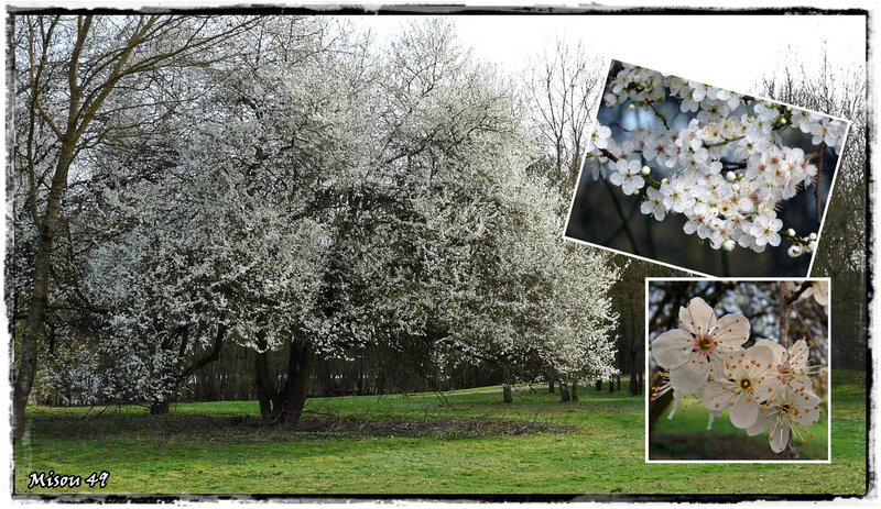 ANGERS