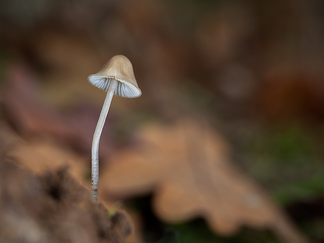 Lovely Little Mushroom with Leafy Bokeh