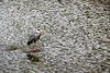 Héron cendré (sauvage)... sur l'eau