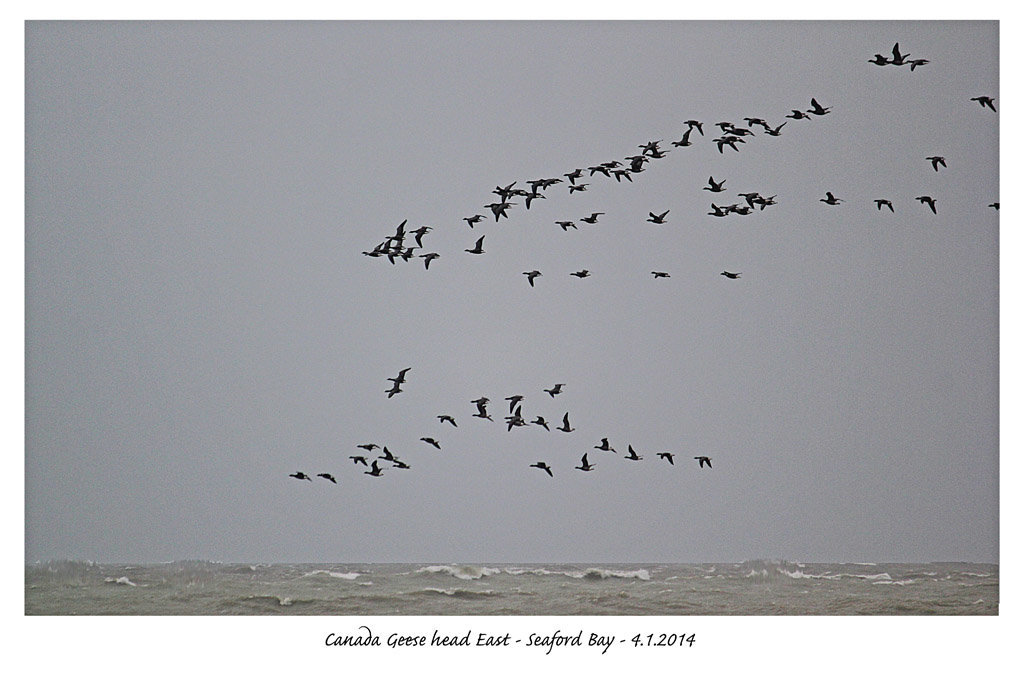 Canada Geese head East - Seaford Bay - 4.1.2014