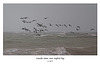 Canada Geese over Seaford Bay - 4.1.2014