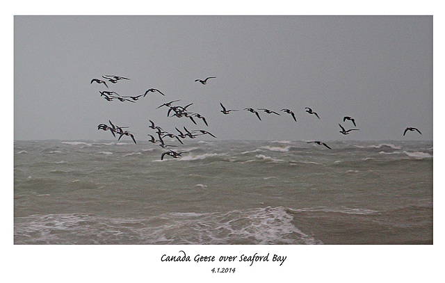 Canada Geese over Seaford Bay - 4.1.2014