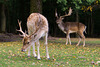 20131003-DSC03045.jpg