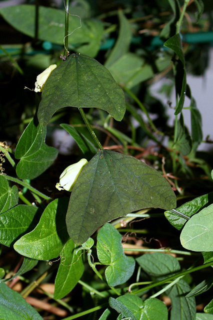 Passiflora biflora