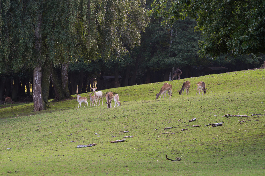 Damwild und Rehe DSC02924.jpg