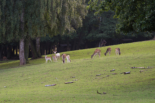 Damwild und Rehe DSC02924.jpg