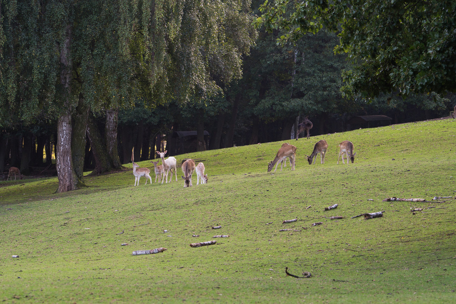 Damwild und Rehe DSC02924.jpg
