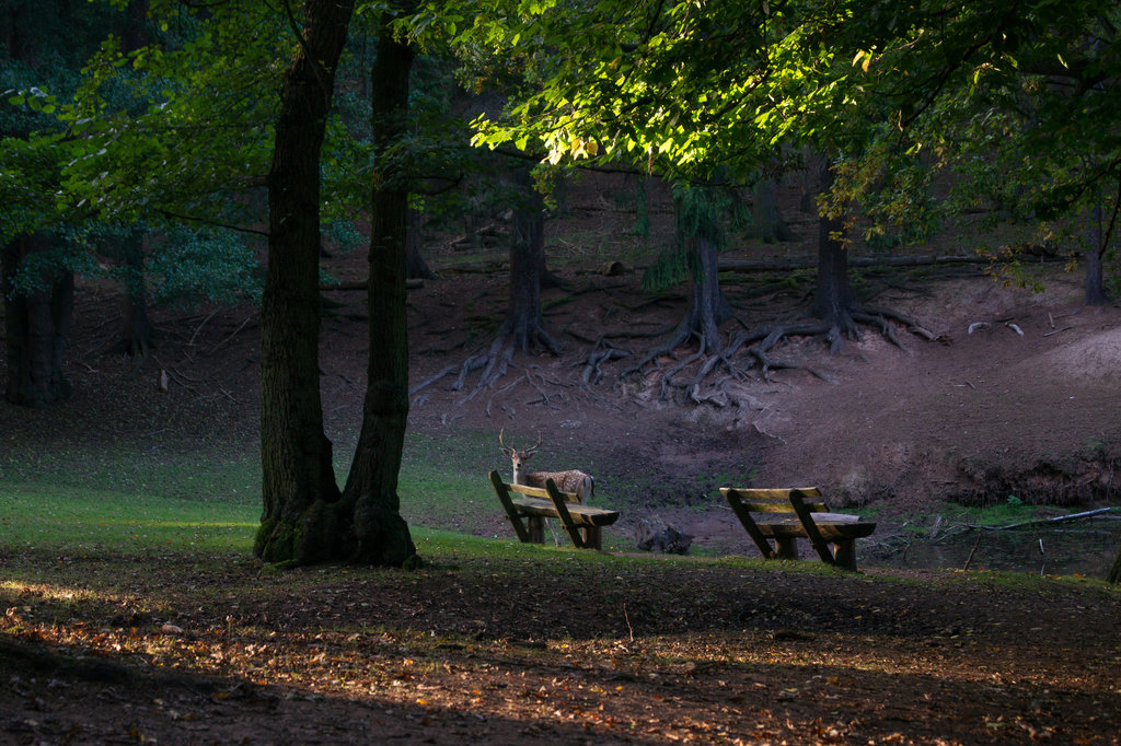 Hochwildpark Rheinland