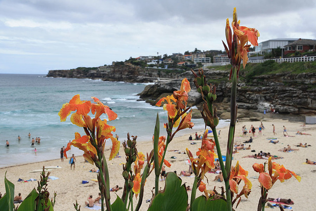 Tamarama Beach