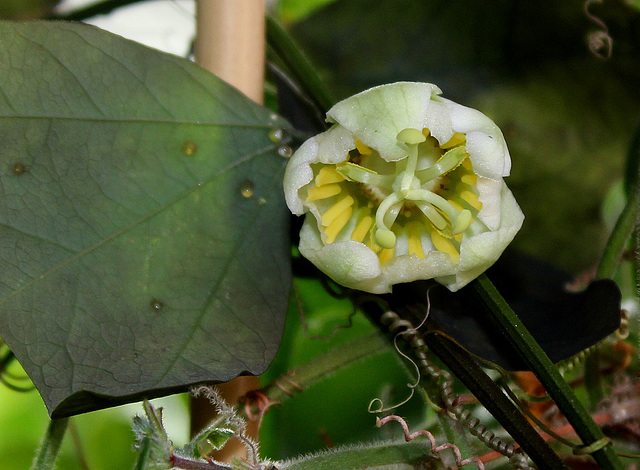 Passiflora biflora