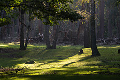 Hochwildpark Rheinland DSC02894.jpg