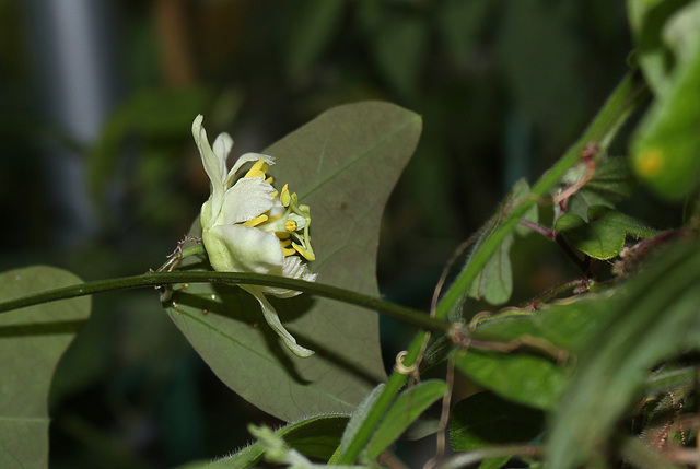 Passiflora biflora