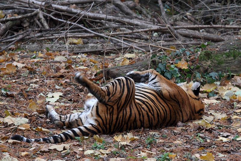 Tigermama Malea (Zoo Frankfurt)