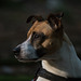 Jack Russell Terrier Rico DSC02873.jpg