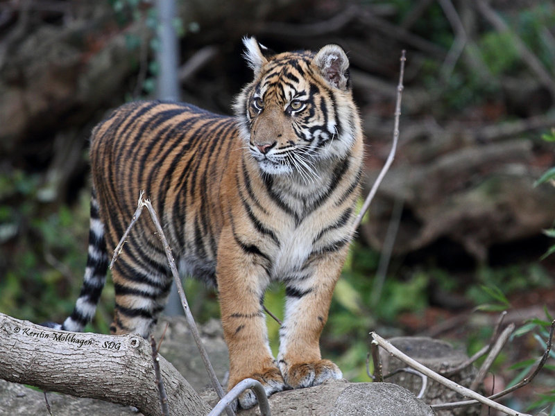 Tigermädchen Berani (Zoo Frankfurt)