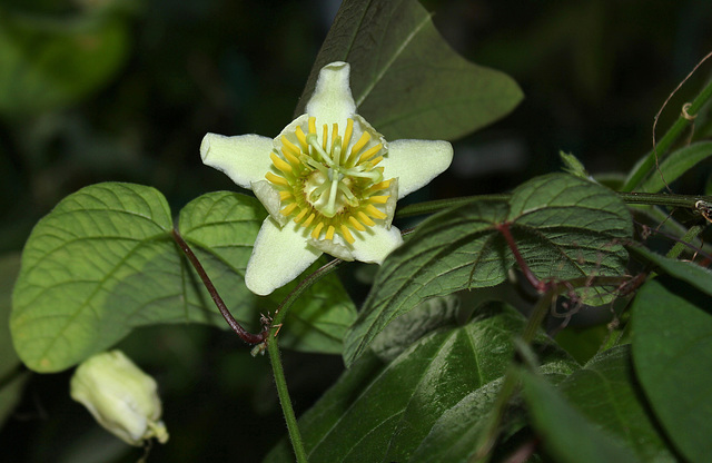 Passiflora biflora (3)