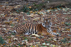 Tigermama Malea (Zoo Frankfurt)