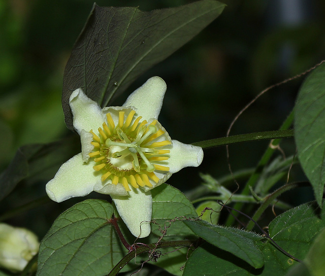 Passiflora biflora (3)