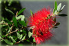 Zylinderputzer (Callistemon)