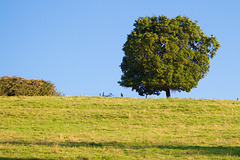 Wiese mit Baum DSC02637
