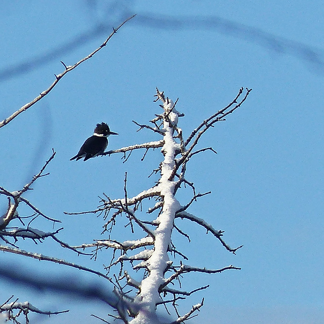 Belted Kingfisher